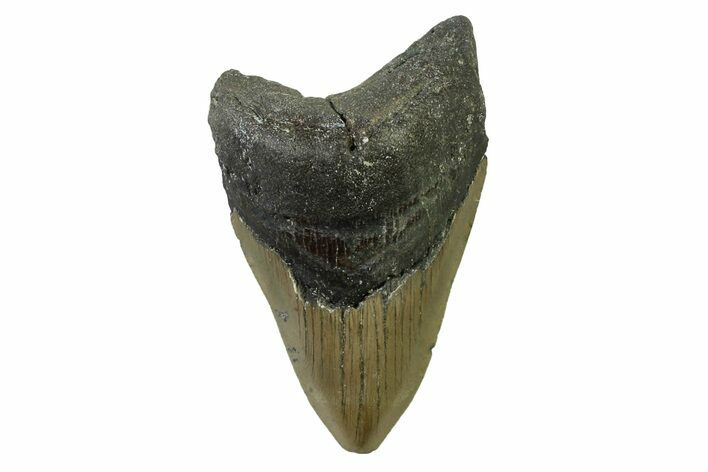 Fossil Megalodon Tooth - North Carolina #338481